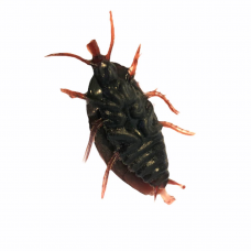 Rubber Cockroach