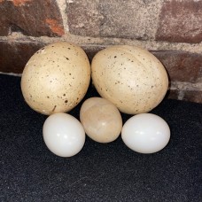 Assorted Eggs - Don Burgan Estate